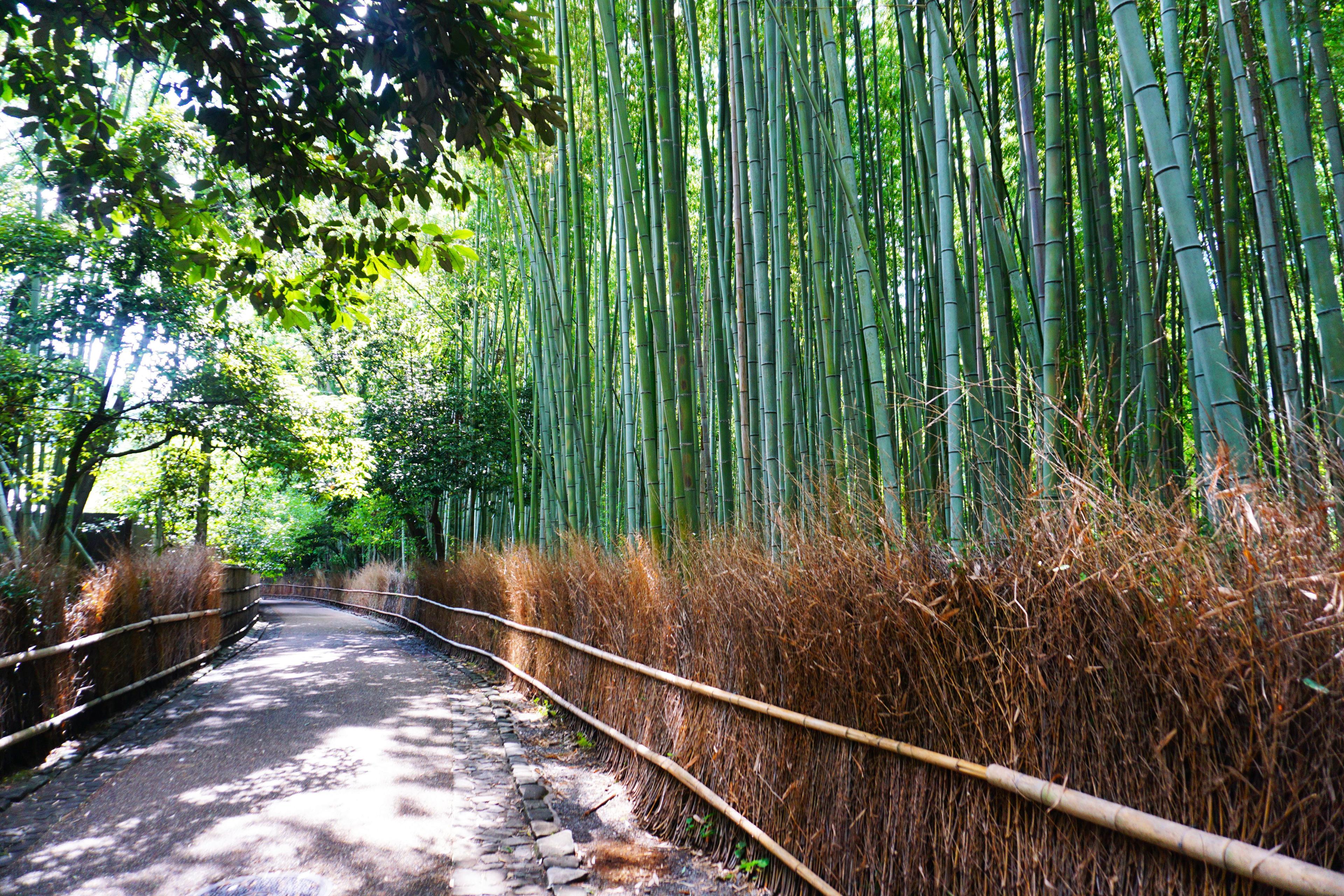 Photography - Bamboo Forrest