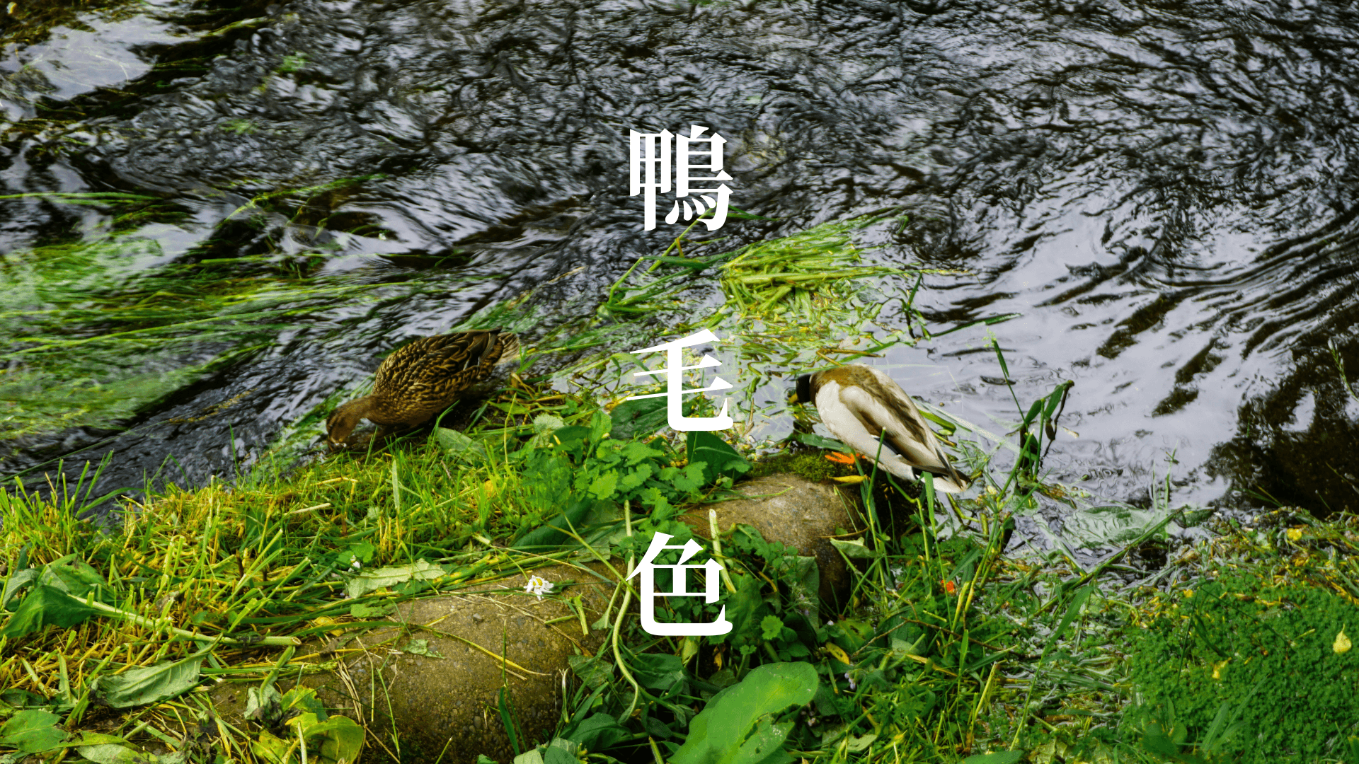 Photography - Kamonoiro